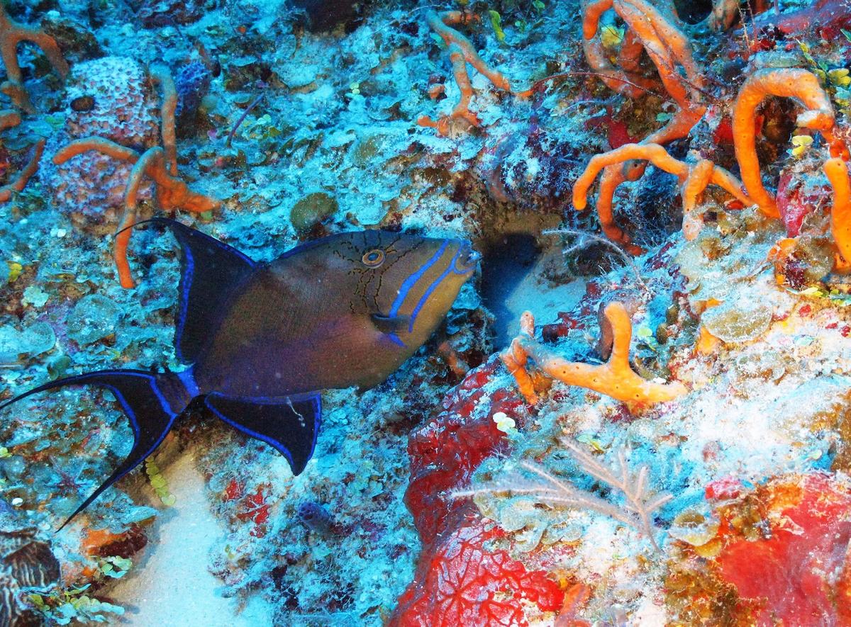 Cuba’s Twilight Zone Reefs