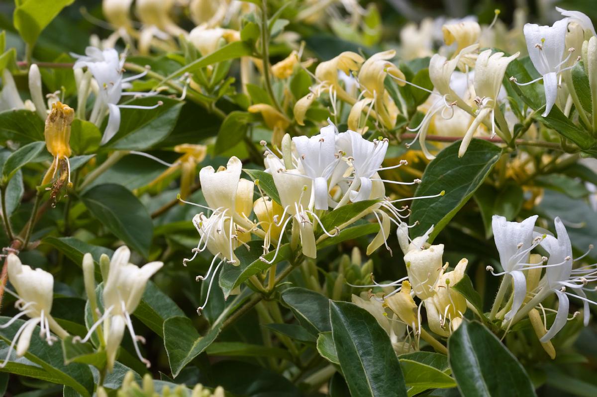 2017/08/honeysuckle--lonicera-gibbiflora-.jpg