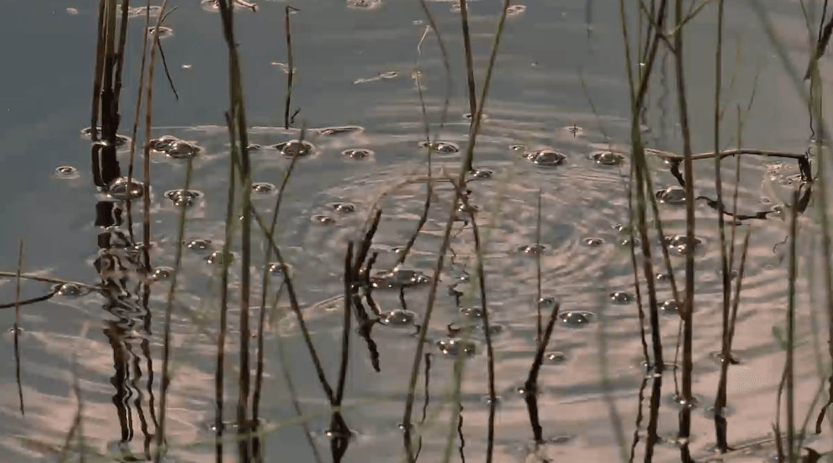 Why are these Alaskan lakes bubbling?