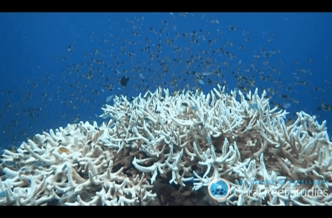 How a coral bleaching event impacts marine life