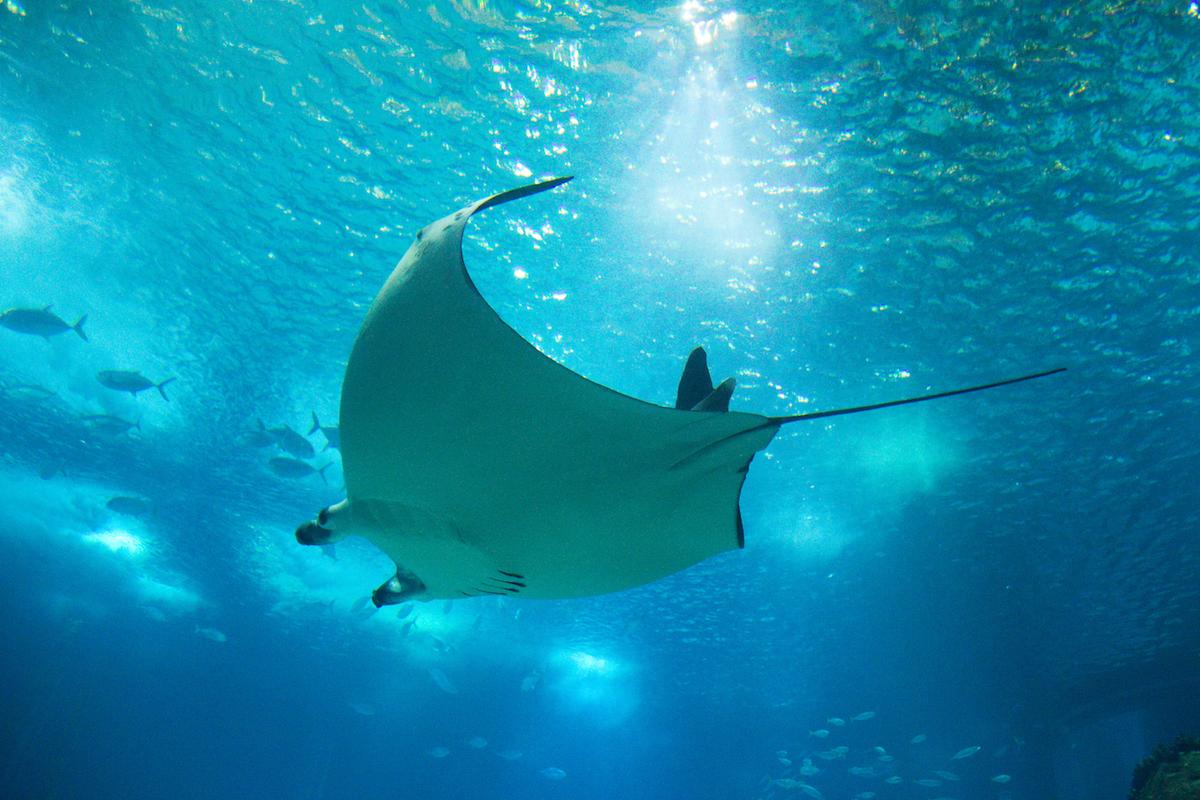 Devil rays in Murcielago, Costa Rica