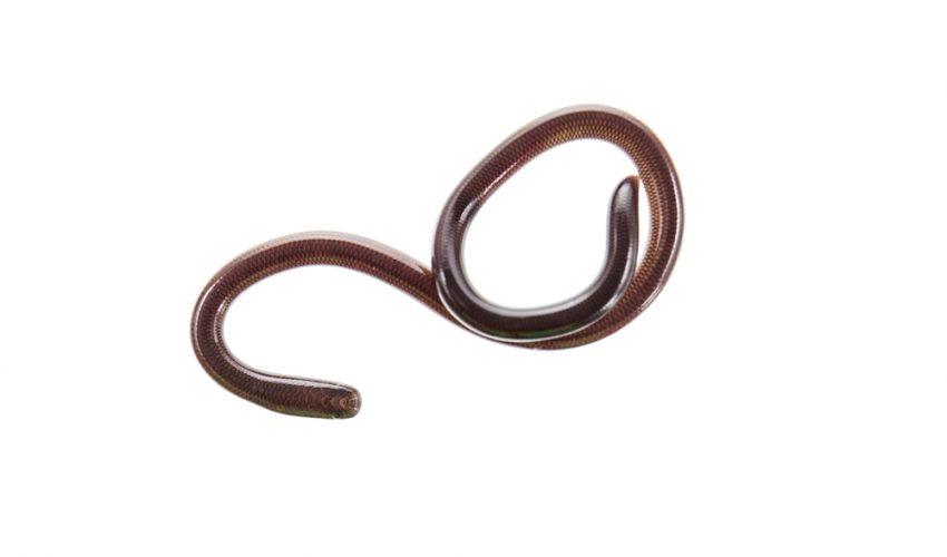 Slender Blind Snake