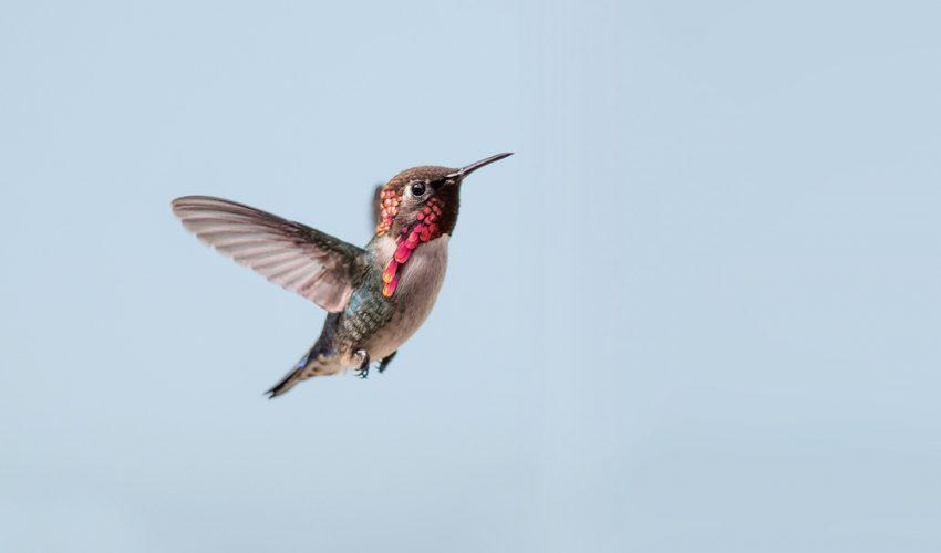Bee Hummingbirds
