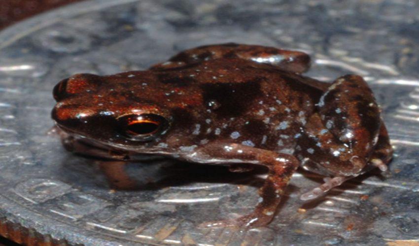 Paedophryne Amauensis