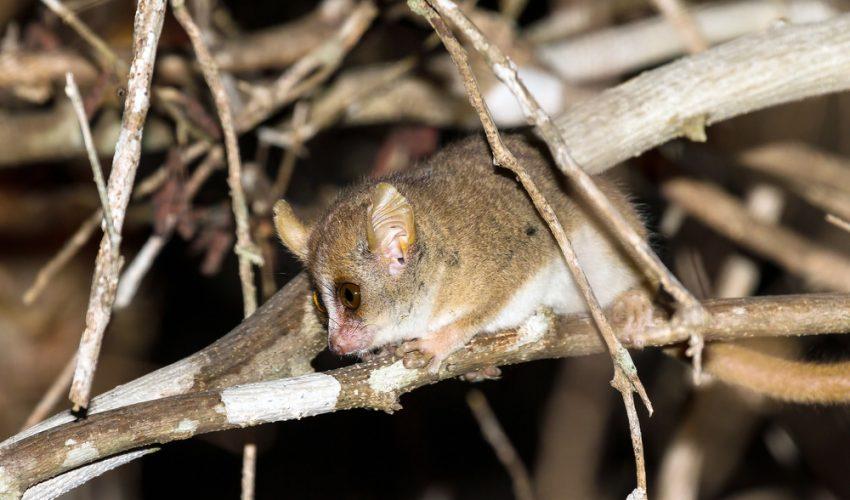 Madame Berthe's Mouse Lemur