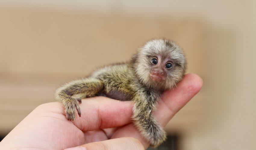 Pygmy marmoset monkey