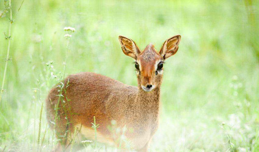 Royal Antelope