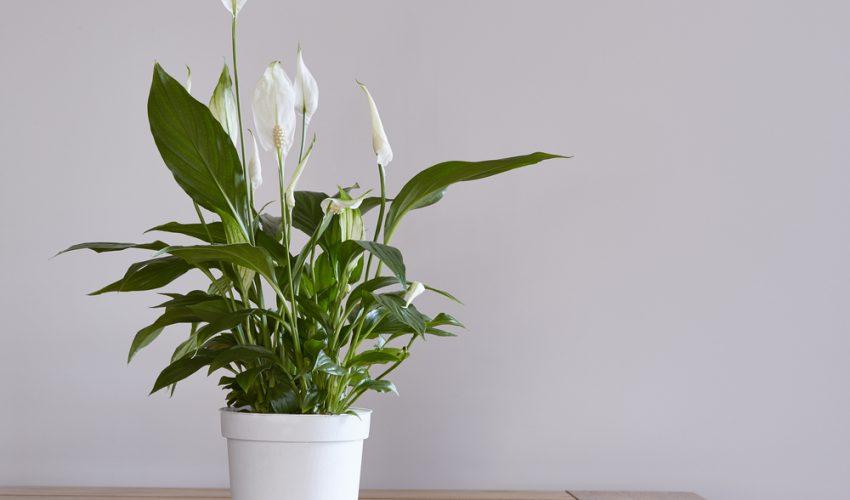 Spathiphyllum - The Peace Lily