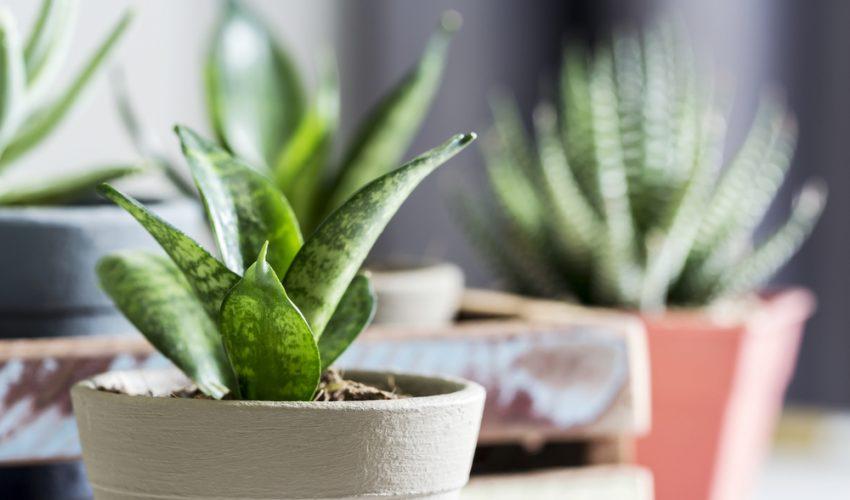 Snake Plant
