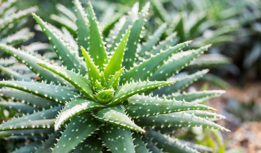 Aloe Vera