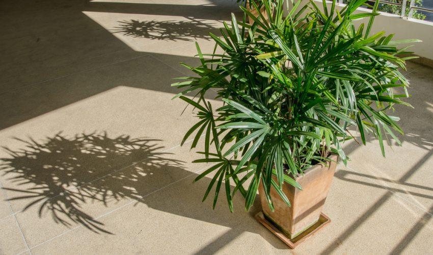 Bamboo Palm