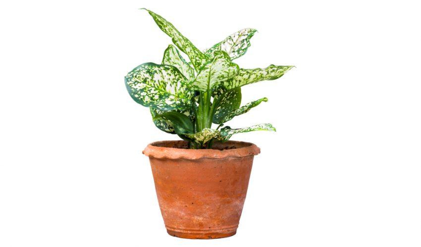 Chinese Evergreen