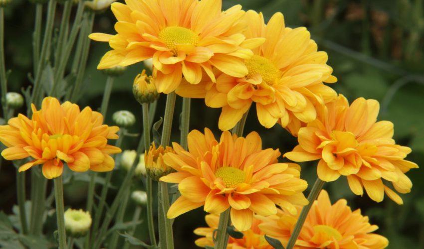Chrysanthemum