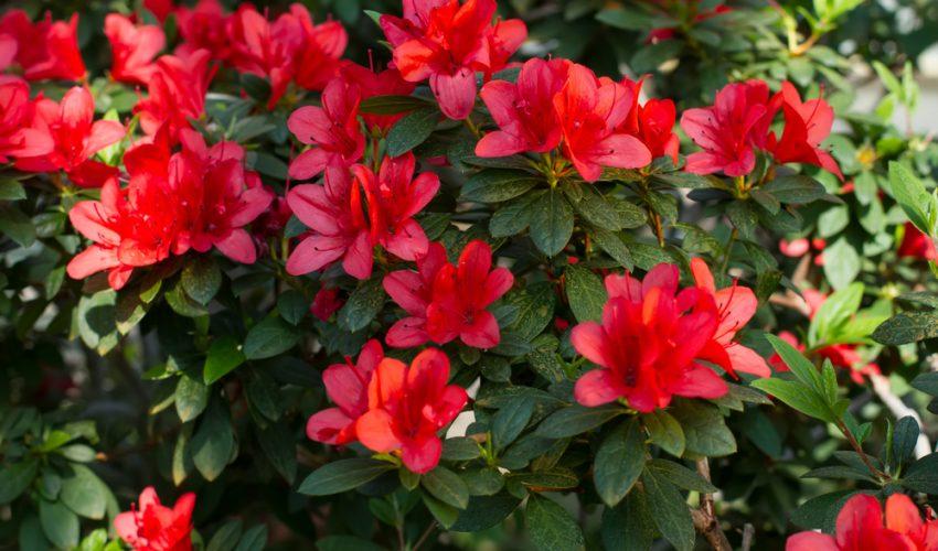 Indoor Azalea Houseplants