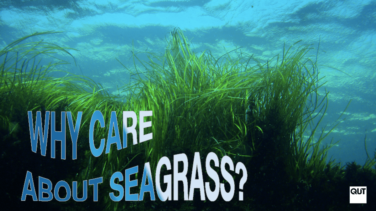 Why should I care about seagrass?