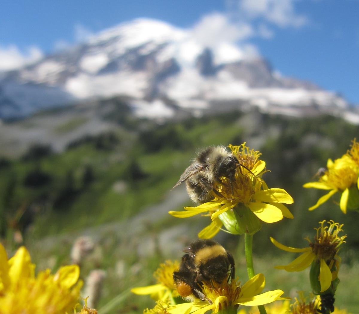 How climate change will alter wildflowers