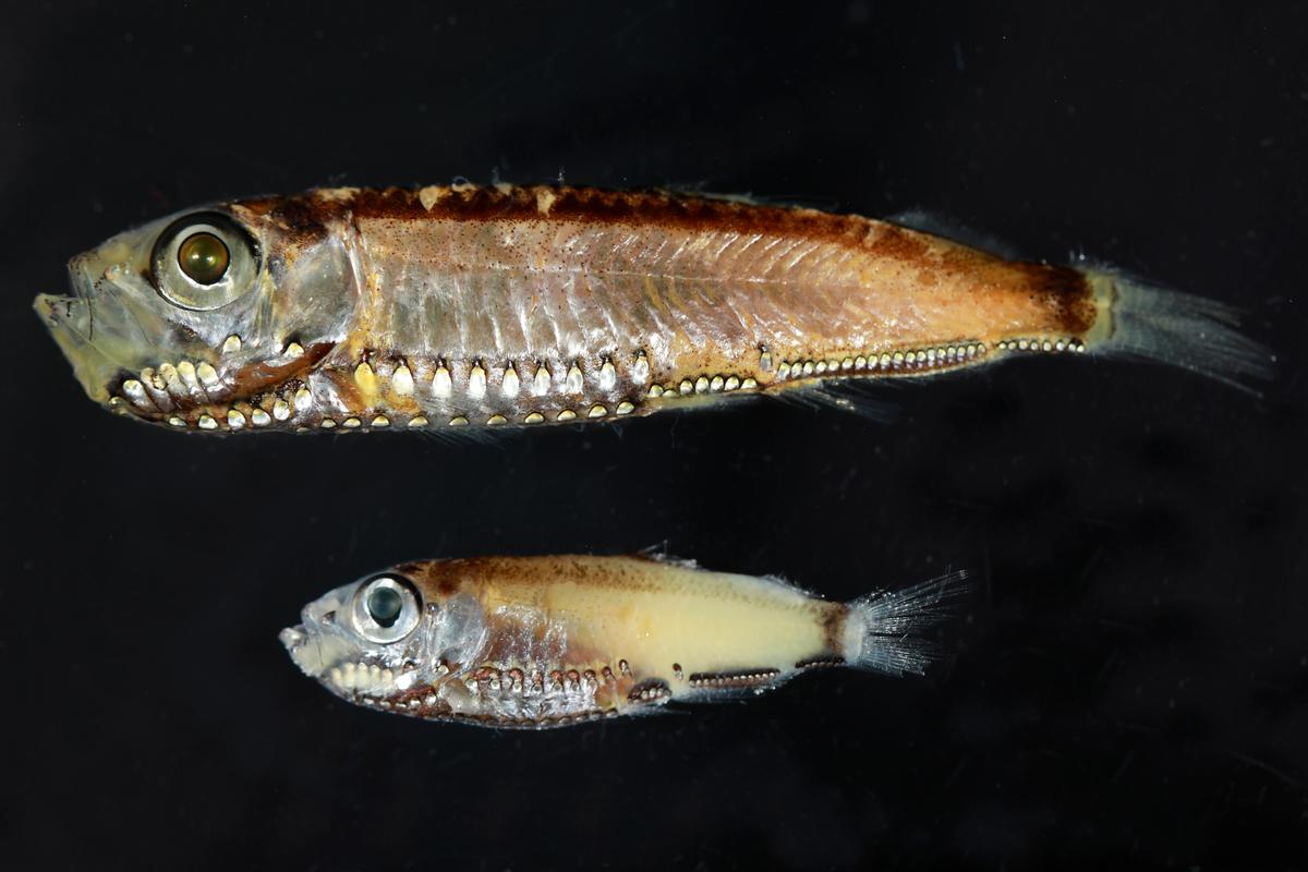 How deep-sea fish can see in twilight conditions