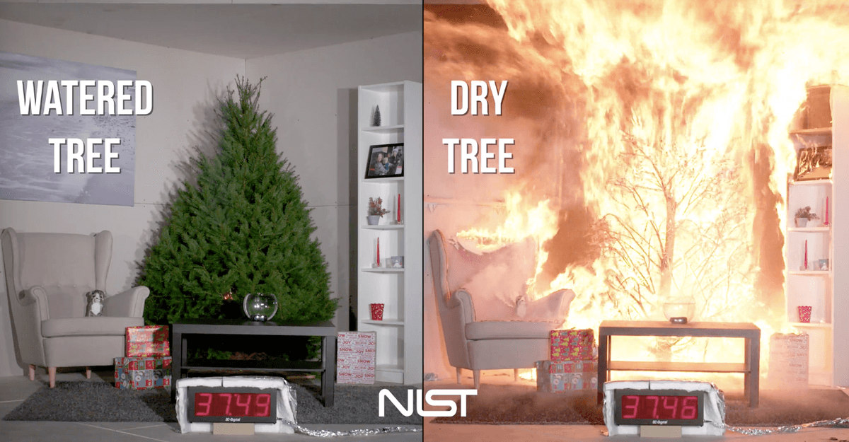 The importance of watering your Christmas tree