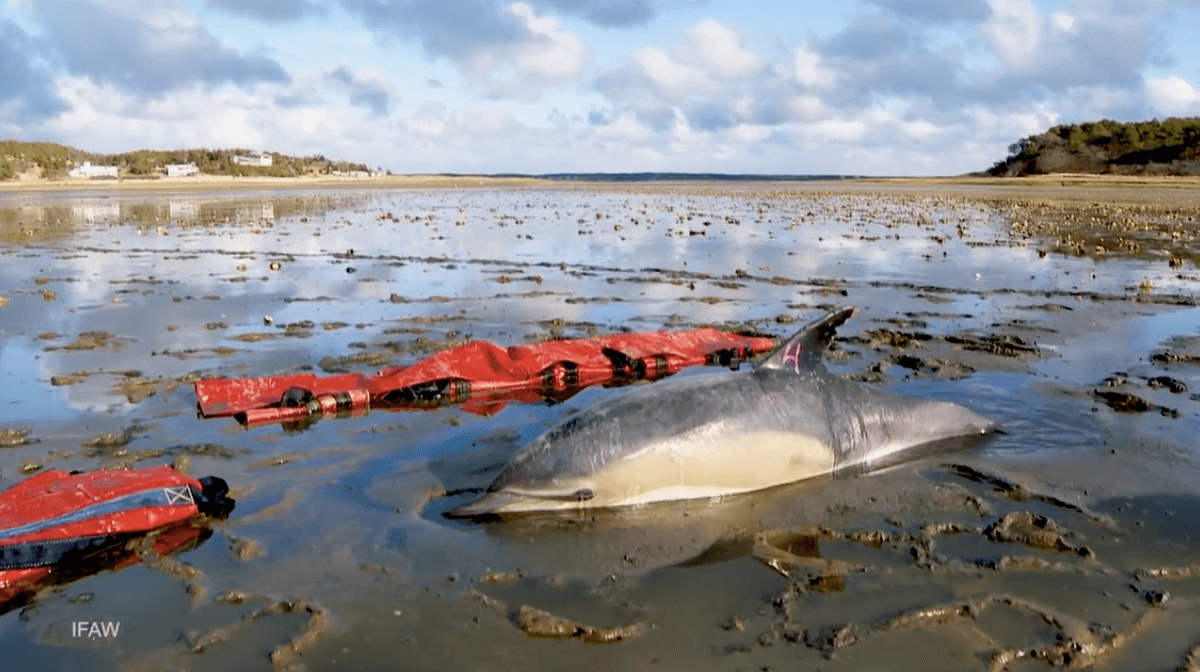 Saving dolphins from space