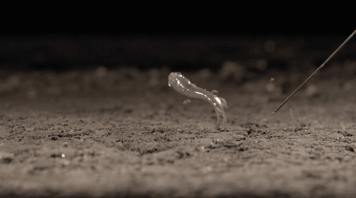 Incredible jumping fish get better with age