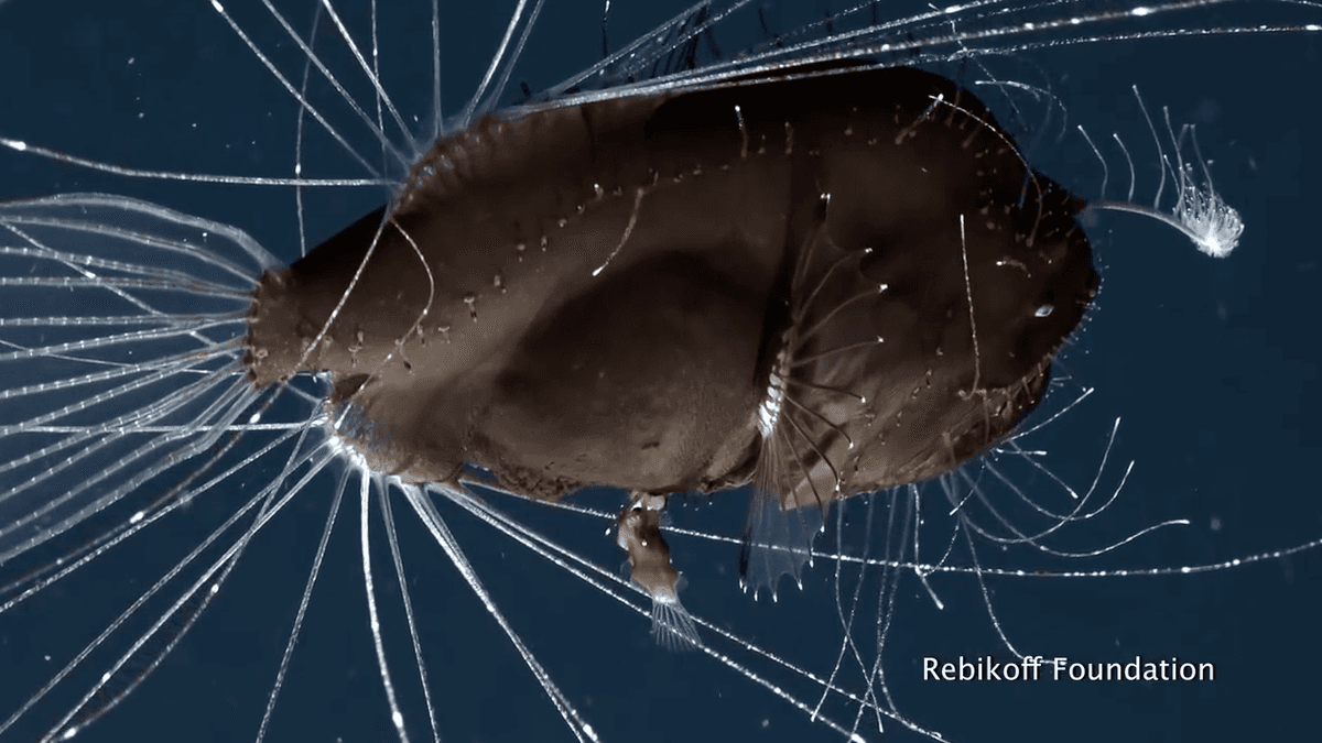 The bizarre mating practices of anglerfish