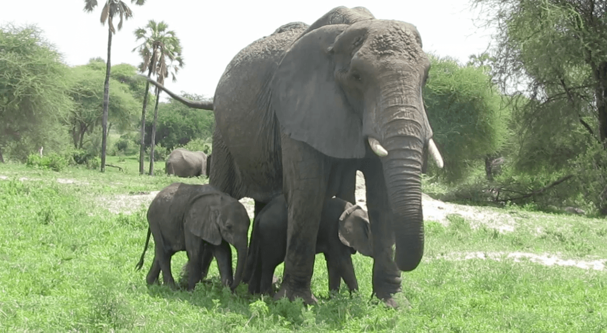 Rare elephant twins seen in Tanzania