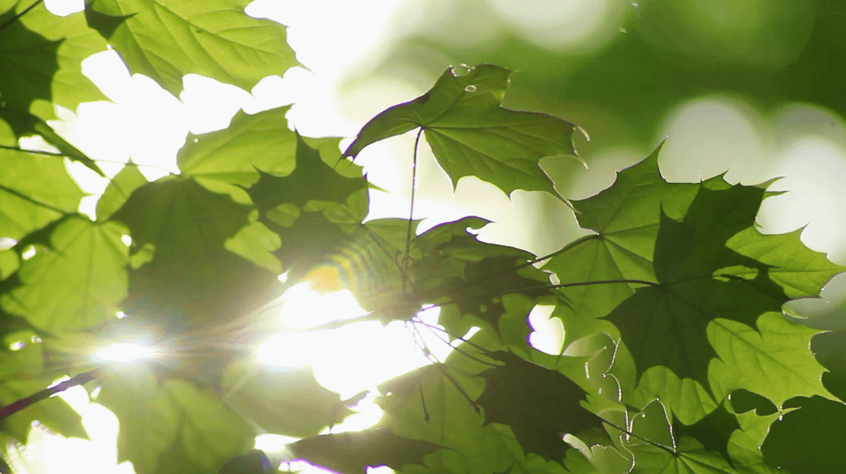 Heat waves threaten the survival of trees
