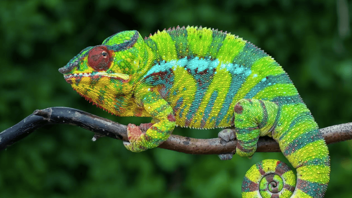 How do chameleons change their colors?