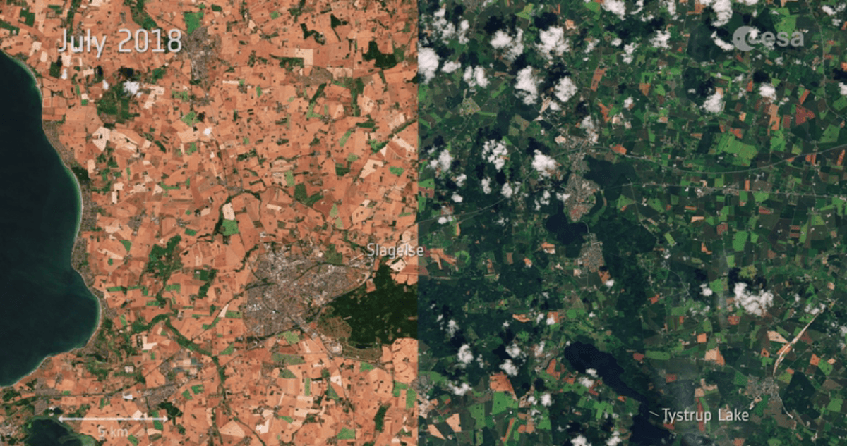 Summer heatwave takes a visible toll on Denmark