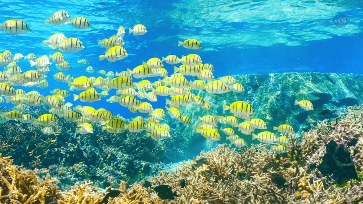Fluid lensing may revolutionize marine research