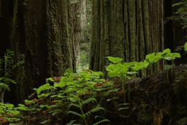 Plants can cool off the air by sweating