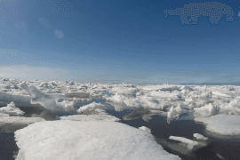 Sea ice in the Arctic is the thinnest on record