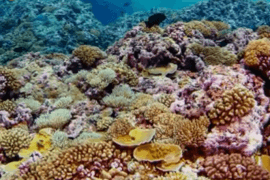 Coral reefs with better access to food are more resilient