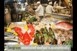 Seagrass habitat conservation is urgently needed