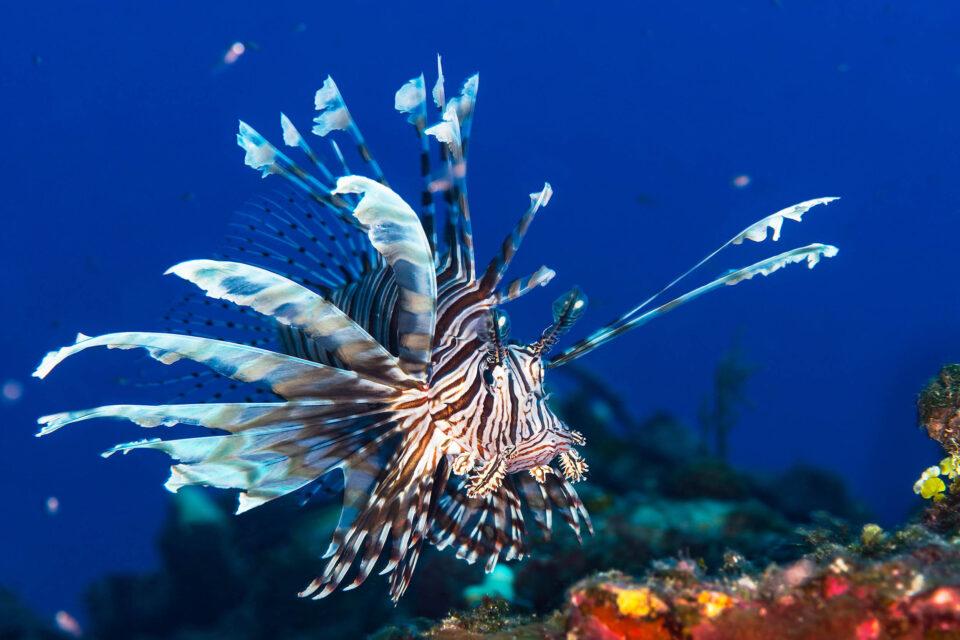 Invasive Species Introduction (Plants & Animals)