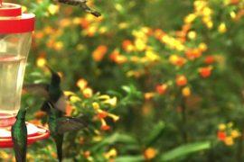 Some hummingbirds are designed for fighting