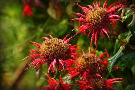2019/01/crimson-beebalm-3956361_960_720.jpg
