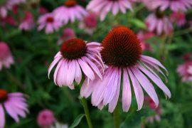 2019/02/coneflower-3974541_1280.jpg