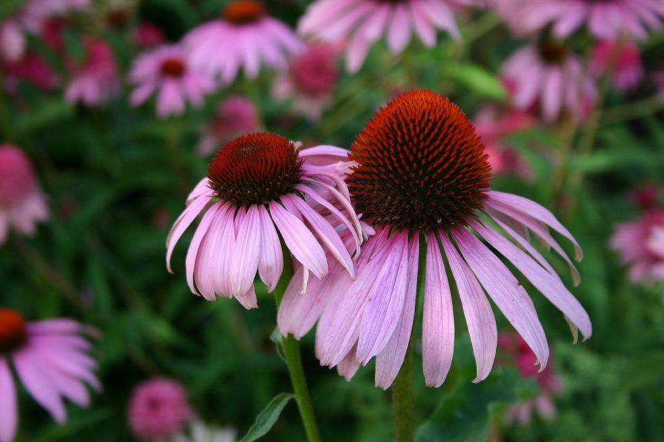 5 Easiest Perennial Flowers to Grow in Your Garden