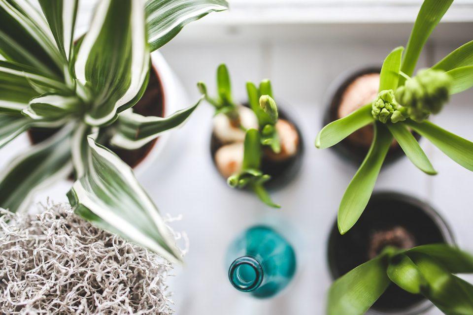 Houseplant Identification 101