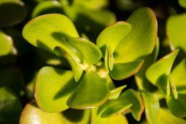 2019/02/jade-plant-1671461_960_720.jpg