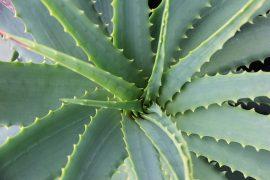 2019/02/aloe-plant.jpg