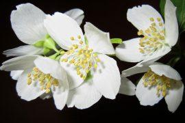 2019/03/jasmineflower.jpg