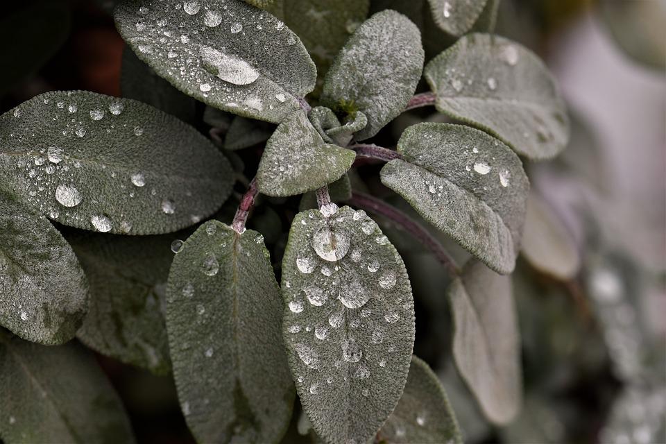 Benefits and Uses of the Sage Herb
