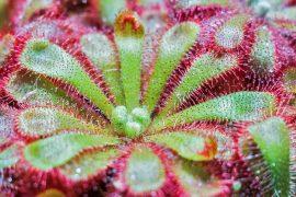 2019/03/plant-142084_640.jpg