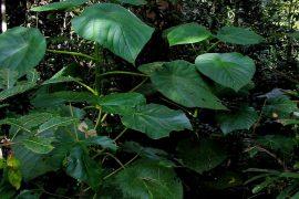 2019/03/Stinging_tree.jpg