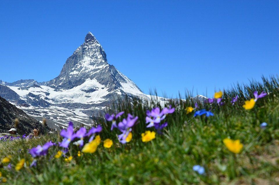 Alpine Plants To Look For When Hiking