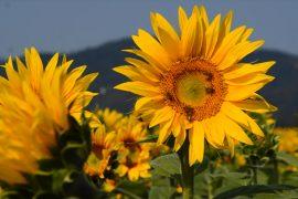 Pollen pellets are inspiring new adhesives