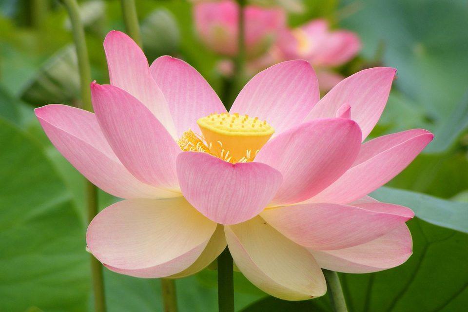 Why the Lotus Flower Is a Plant Celebrity