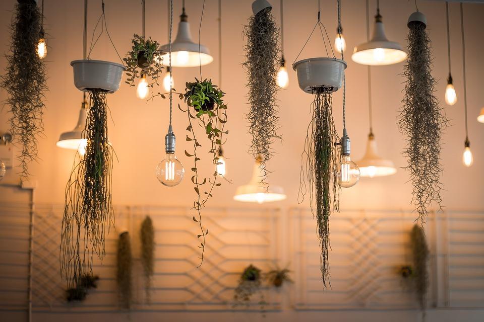 How To Grow Hanging Plants At Home